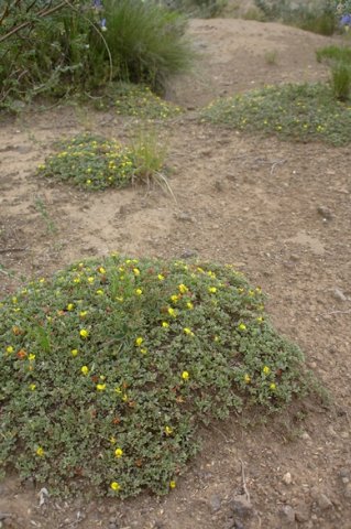 Leobordea divaricata